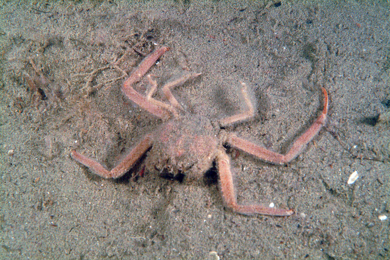 Medorippe lanata